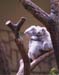 koalas