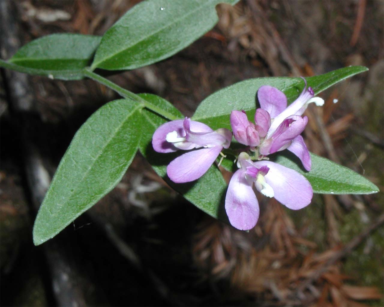 big-basin-flower-1280