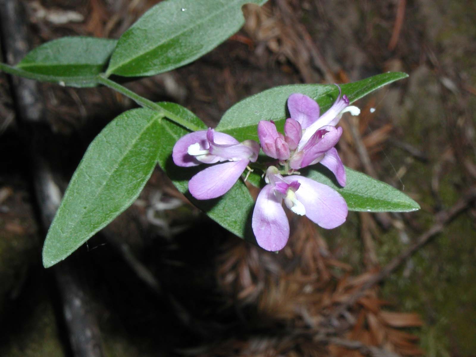 big-basin-flower-1600