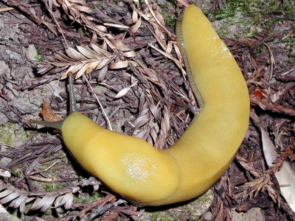 big-basin-slug-1024