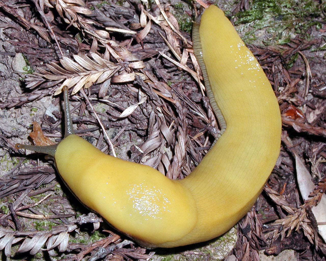 big-basin-slug-1280