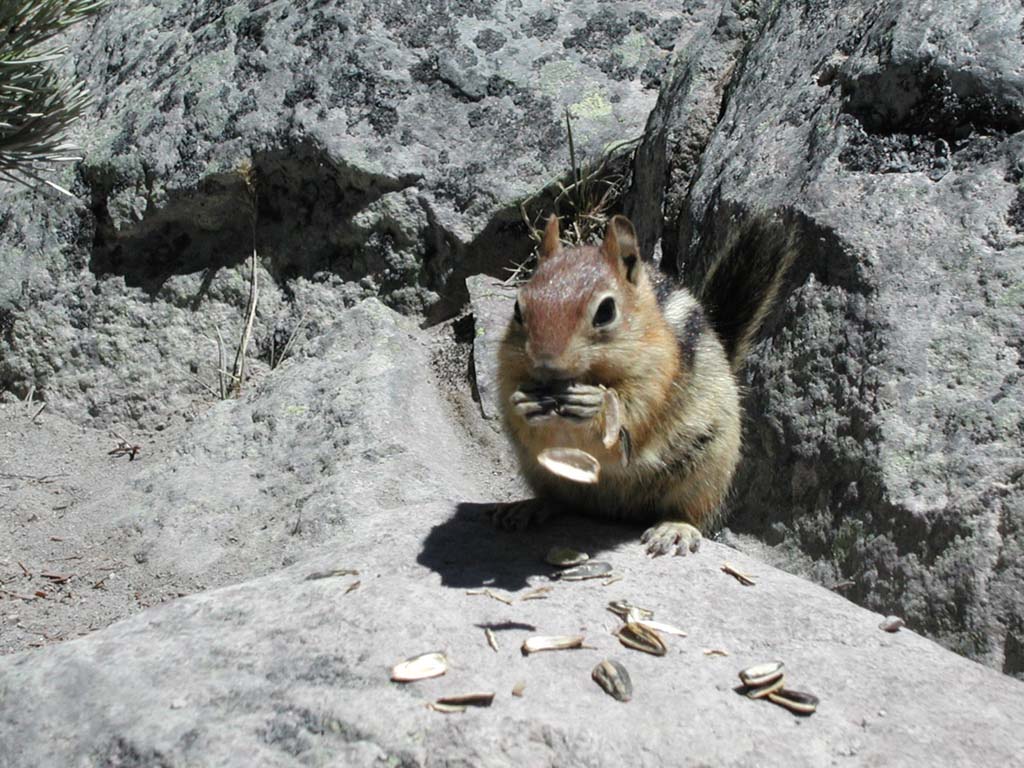 chipmunk-seeds-1024