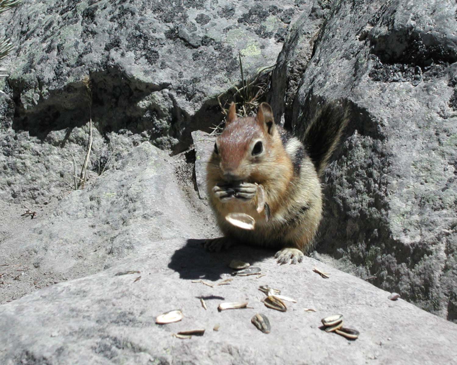 chipmunk-seeds-1280